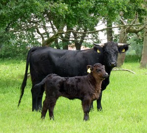 Welsh Black Rinder Hof Stucke
